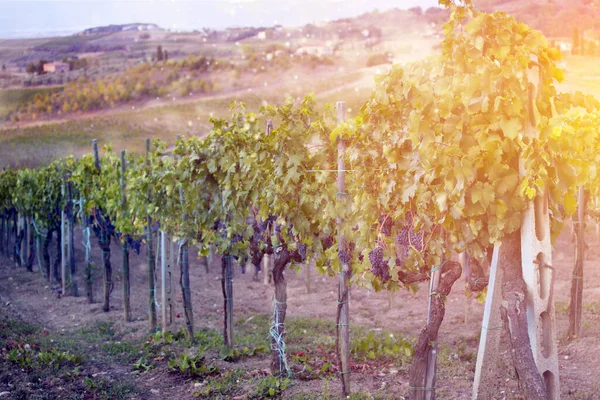 Prachtige Zonsondergang Boven Toscaanse Wijngaarden — Stockfoto