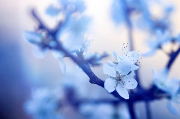 Beautiful Floral Spring Abstract Background Nature White Blossom Macro Soft — Stock Photo, Image