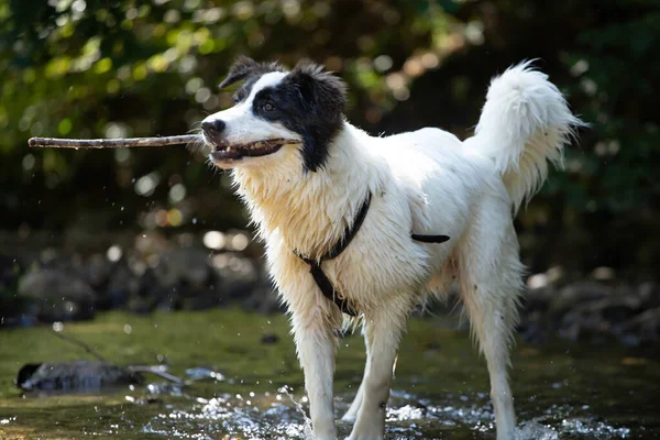 Summer Fun Water Dog Funny Dog Playing River — Stock Photo, Image