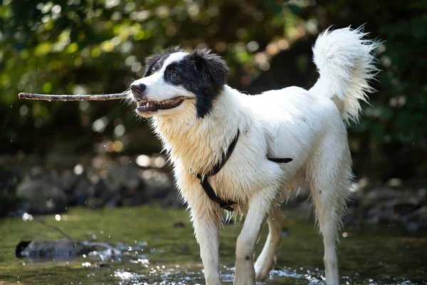 Summer fun in water with a dog. Funny dog playing in the river.