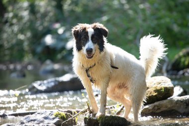 Köpekle suda yaz eğlencesi. Nehirde oynayan komik köpek..