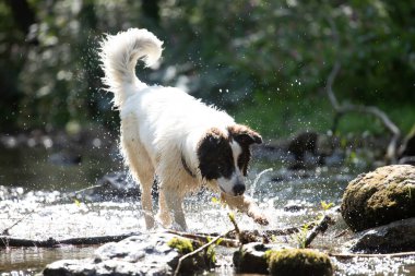 Köpekle suda yaz eğlencesi. Nehirde oynayan komik köpek..