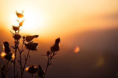 Gün batımında bitkilerin silueti olan güneşli bir yaz çayırı. Doğal arkaplan.