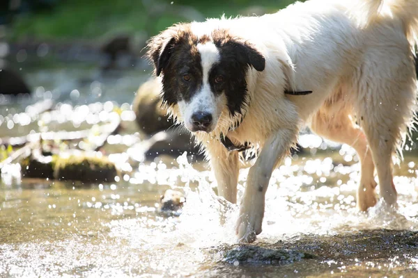 Summer Fun Water Dog Funny Dog Playing River — Stock Photo, Image