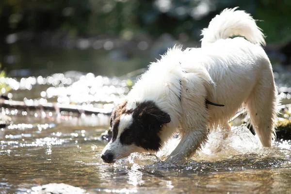 Summer Fun Water Dog Funny Dog Playing River — Stock Photo, Image