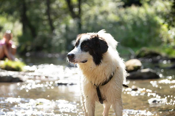 Summer Fun Water Dog Funny Dog Playing River — Stock Photo, Image