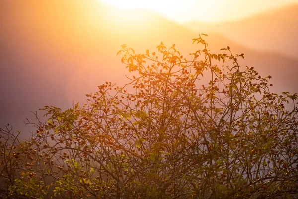 Gün Batımında Bitkilerin Silueti Olan Güneşli Bir Yaz Çayırı Doğal — Stok fotoğraf