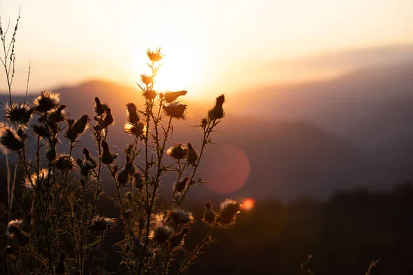日没の植物のシルエットと日当たりの良い夏の牧草地 自然背景 — ストック写真
