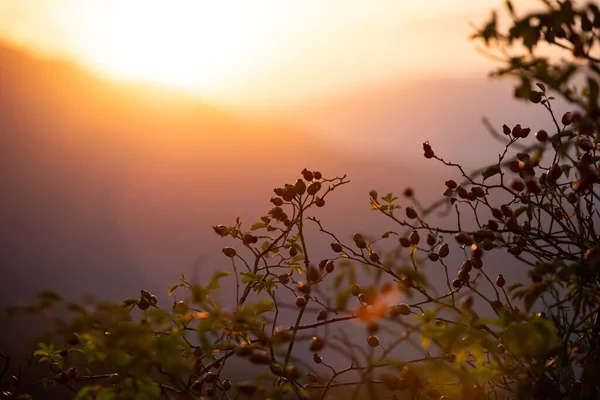 Solig Sommaräng Med Växter Siluett Solnedgången Naturlig Bakgrund — Stockfoto