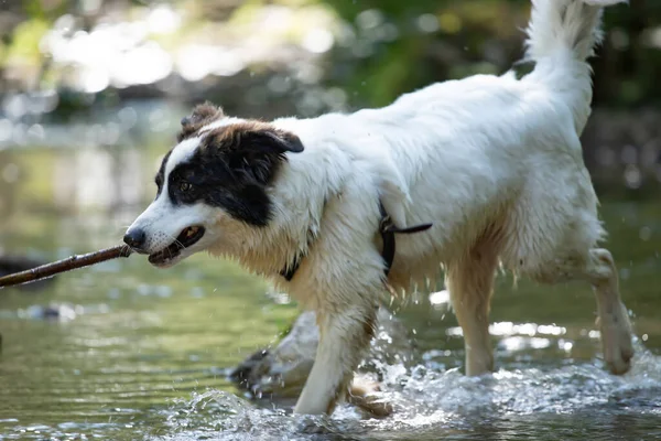 Summer fun in water with a dog. Funny dog playing in the river.
