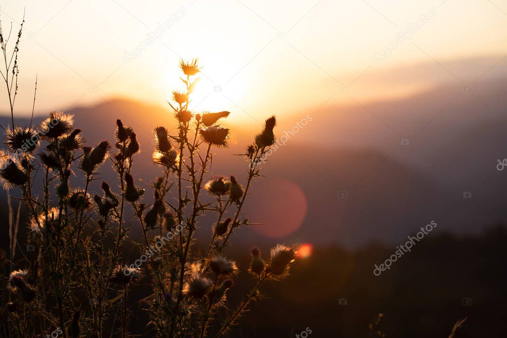 Sunny summer meadow with plants silhouette in the sunset. Natural background.