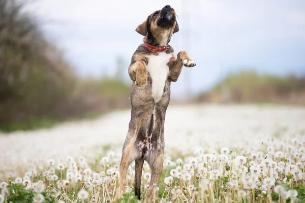 Mignon Petit Chien Amusant Sur Prairie Pleine Pissenlits Moelleux — Photo