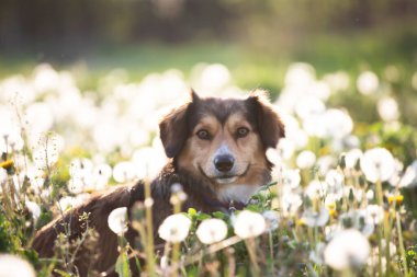 Yumuşak karahindiba dolu çayırda poz veren sevimli küçük köpek..