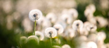 Beyaz tüylü karahindibalar, sihirli doğal bahar arkaplanı, yaratıcı bayrak