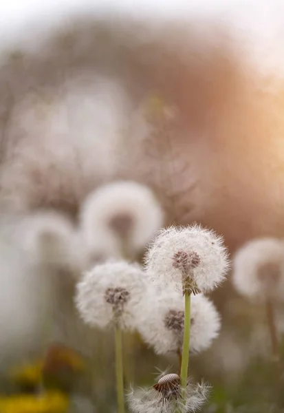 白色绒毛蒲公英 神奇的天然春光背景 选择性聚焦 — 图库照片