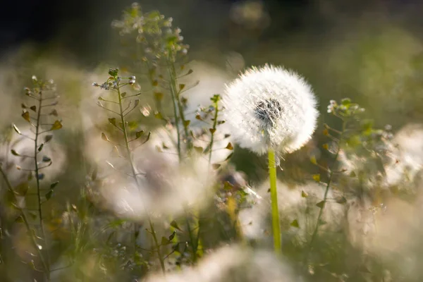 White Fluffy Dandelions Magic Natural Spring Background Selective Focus — Stock Photo, Image