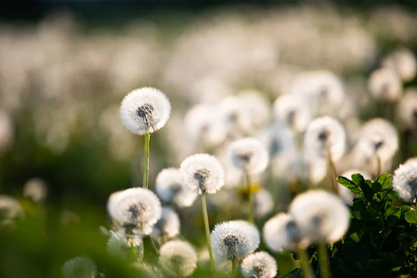 Белые Пушистые Одуванчики Волшебный Естественный Весенний Фон Избирательный Фокус — стоковое фото