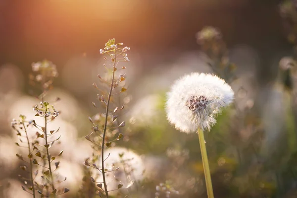 白いふわふわのタンポポ 魔法の天然の春の背景 選択的な焦点 — ストック写真