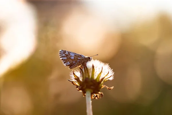 Beau Papillon Délicat Tendre Sur Pissenlit Duveteux Blanc — Photo