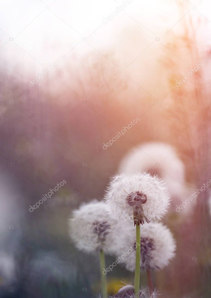 White fluffy dandelions, magic natural spring background, selective focus