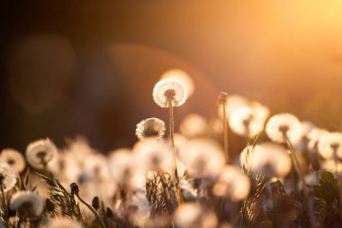 Beyaz tüylü karahindibalar, sihirli doğal bahar arkaplanı, seçici odak