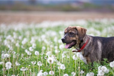Yumuşak karahindiba dolu çayırda poz veren sevimli küçük köpek..