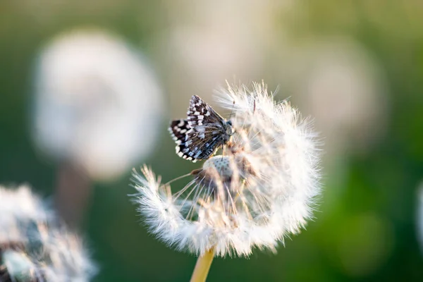 Beau Papillon Délicat Tendre Sur Pissenlit Duveteux Blanc — Photo