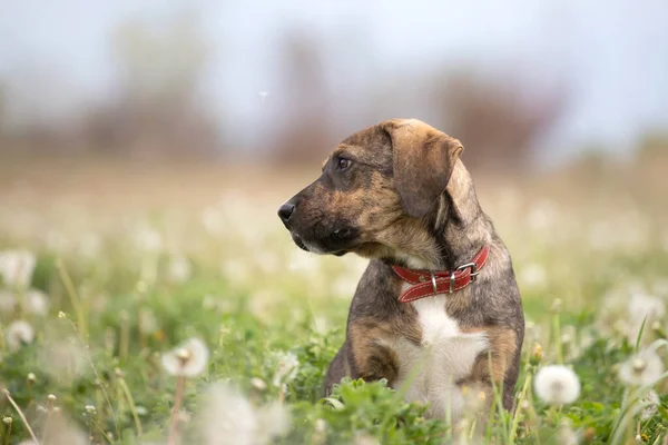 Mignon Petit Chien Posant Sur Prairie Pleine Pissenlits Moelleux — Photo