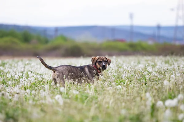 Mignon Petit Chien Posant Sur Prairie Pleine Pissenlits Moelleux — Photo