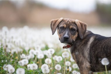 Yumuşak karahindiba dolu çayırda poz veren sevimli küçük köpek..