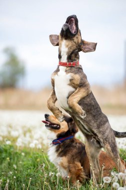 İki sevimli, mutlu köpek pofuduk bir karahindiba tarlasında eğleniyor..