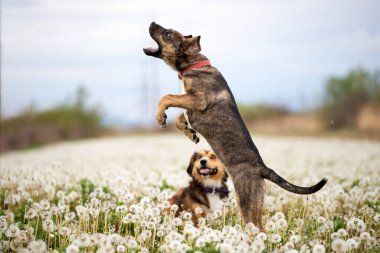 İki sevimli, mutlu köpek pofuduk bir karahindiba tarlasında eğleniyor..