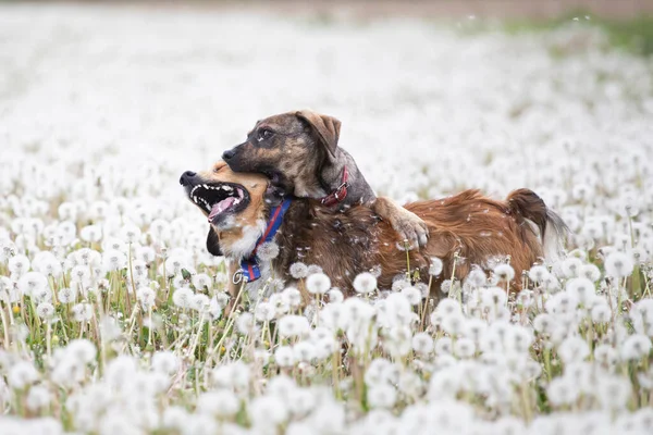 Deux Chiens Mignons Heureux Amusent Sur Champ Pissenlit Moelleux — Photo