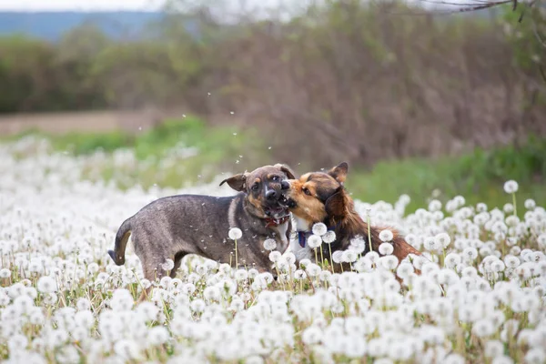 Dva Roztomilí Šťastní Psi Baví Nadýchaném Pampeliškovém Poli — Stock fotografie
