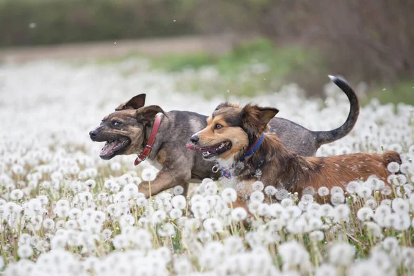 Two Cute Happy Dogs Have Fun Fluffy Dandelion Field — Stock Photo, Image