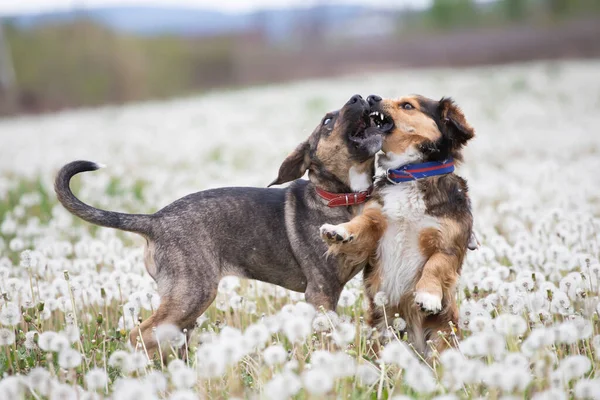 Deux Chiens Mignons Heureux Amusent Sur Champ Pissenlit Moelleux — Photo