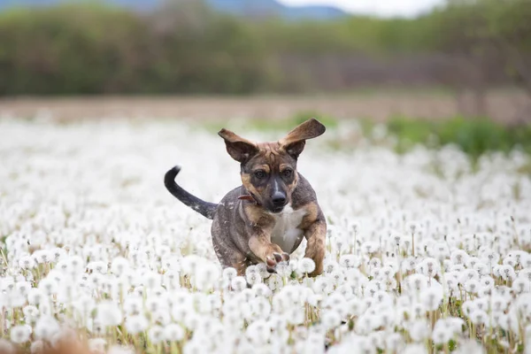 Mignon Petit Chien Amusant Sur Prairie Pleine Pissenlits Moelleux — Photo