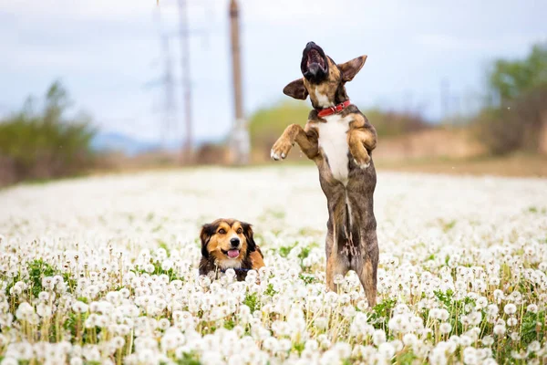 Two Cute Happy Dogs Have Fun Fluffy Dandelion Field — Stock Photo, Image