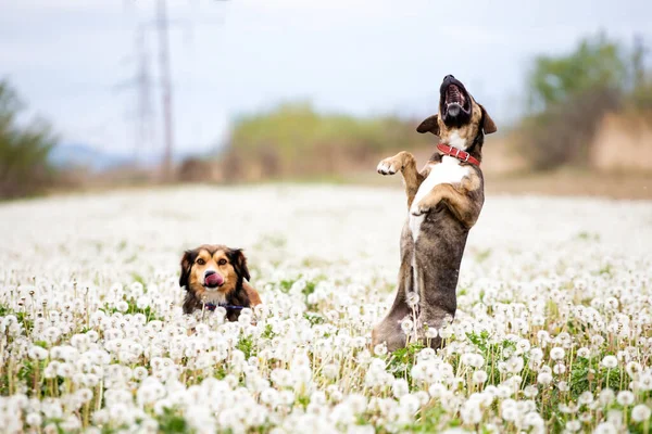 Dwa Słodkie Szczęśliwe Psy Bawią Się Puszystym Polu Mniszka Lekarskiego — Zdjęcie stockowe