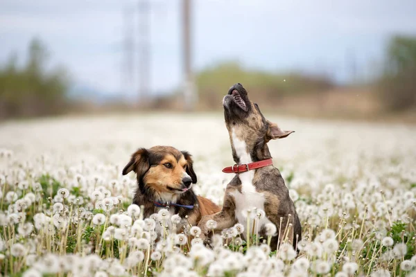 Dwa Słodkie Szczęśliwe Psy Bawią Się Puszystym Polu Mniszka Lekarskiego — Zdjęcie stockowe