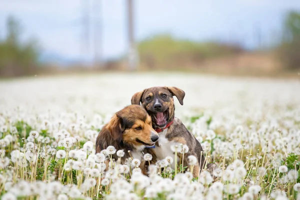 Two Cute Happy Dogs Have Fun Fluffy Dandelion Field — Stock Photo, Image