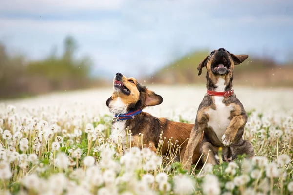 Zwei Süße Glückliche Hunde Haben Spaß Auf Einem Flauschigen Löwenzahnfeld — Stockfoto