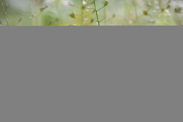 Vita Fluffiga Maskrosor Naturlig Våren Bakgrund Selektivt Fokus — Stockfoto