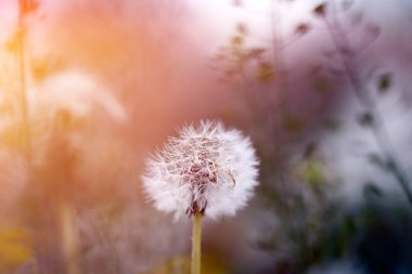 Beyaz tüylü karahindibalar, sihirli doğal bahar arkaplanı, seçici odak