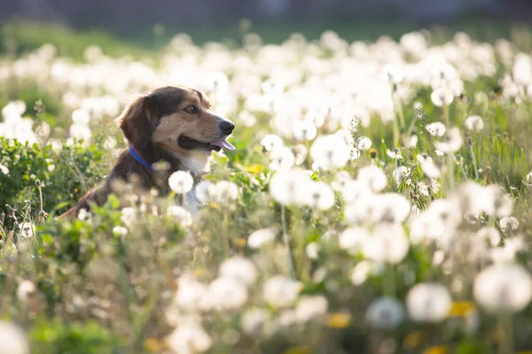 Mignon Petit Chien Posant Sur Prairie Pleine Pissenlits Moelleux — Photo