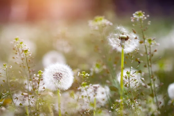 Denti Leone Soffici Bianchi Magico Sfondo Naturale Primaverile Messa Fuoco — Foto Stock