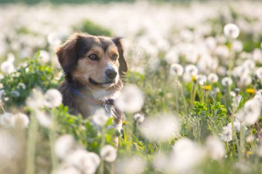 Yumuşak karahindiba dolu çayırda poz veren sevimli küçük köpek..