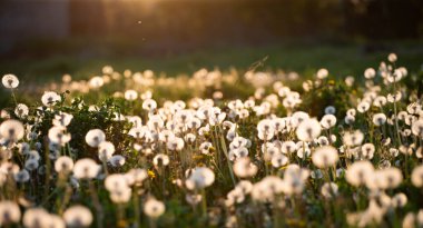 Beyaz tüylü karahindibalar, sihirli doğal bahar arkaplanı, seçici odak
