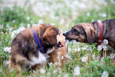 Şirin küçük köpek, tüylü karahindiba dolu çayırda eğleniyor..