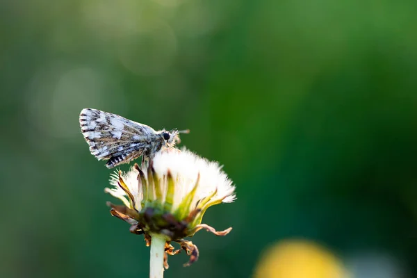 Beau Papillon Délicat Tendre Sur Pissenlit Duveteux Blanc — Photo